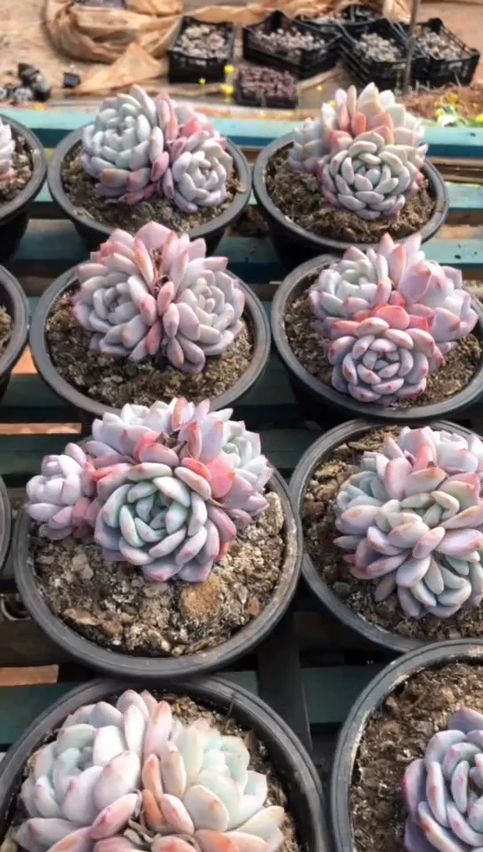 【闪购商品】3头雪天使橙梦露