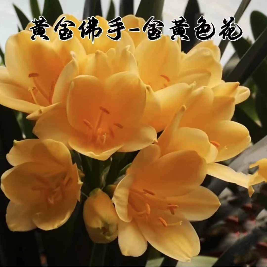 金玉满堂君子兰好养活绿植