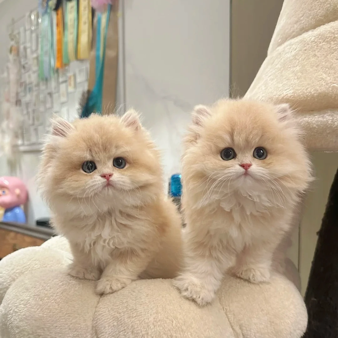 【萌宠小院猫舍】宠物猫咪活体通用链接【接猫咨询客服】