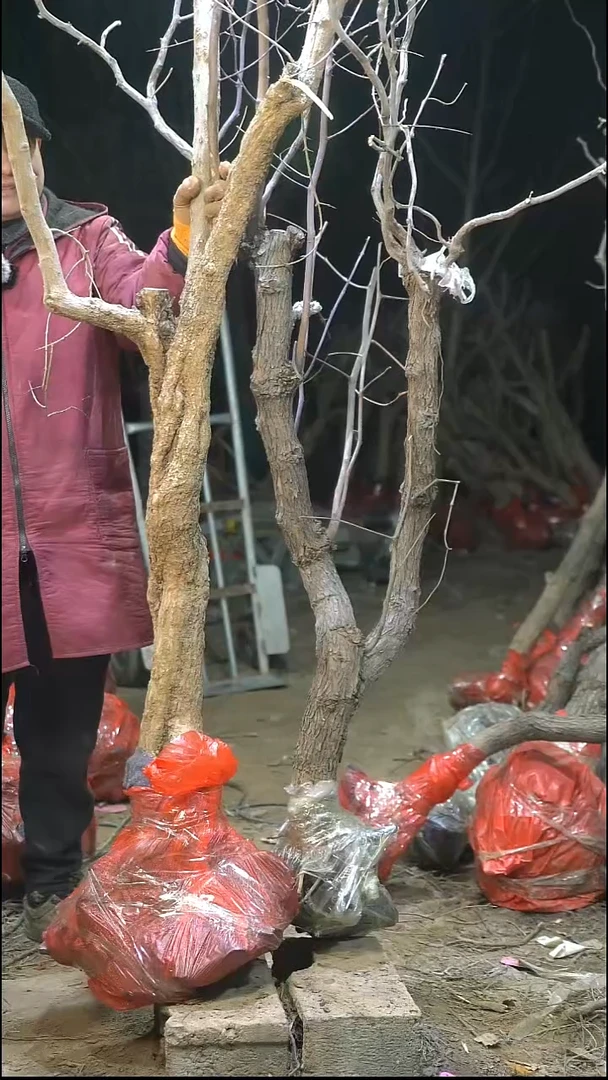 完全开放枣树129