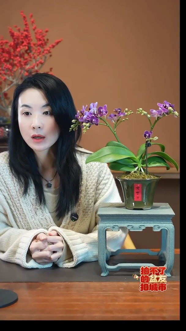 全部花朵蝴蝶兰盆景盆景盆景