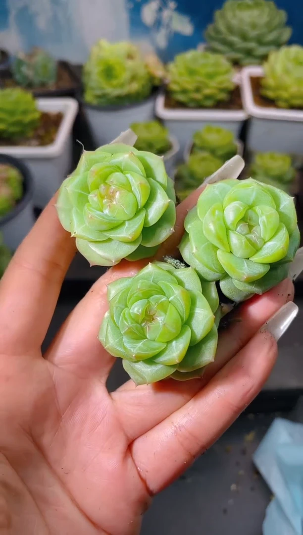 225新珍妮量拍发一颗