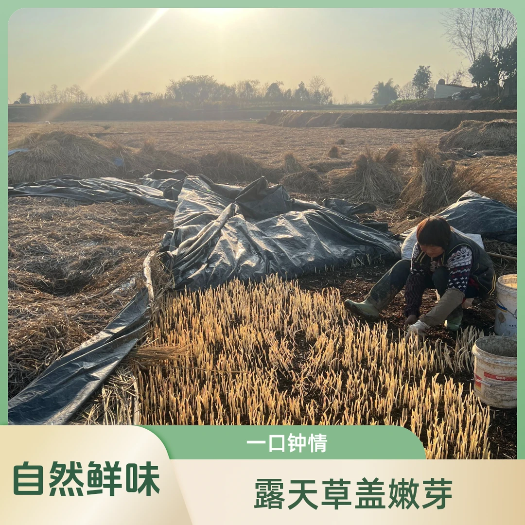 草盖鱼腥草嫩芽，领略自然清新之味