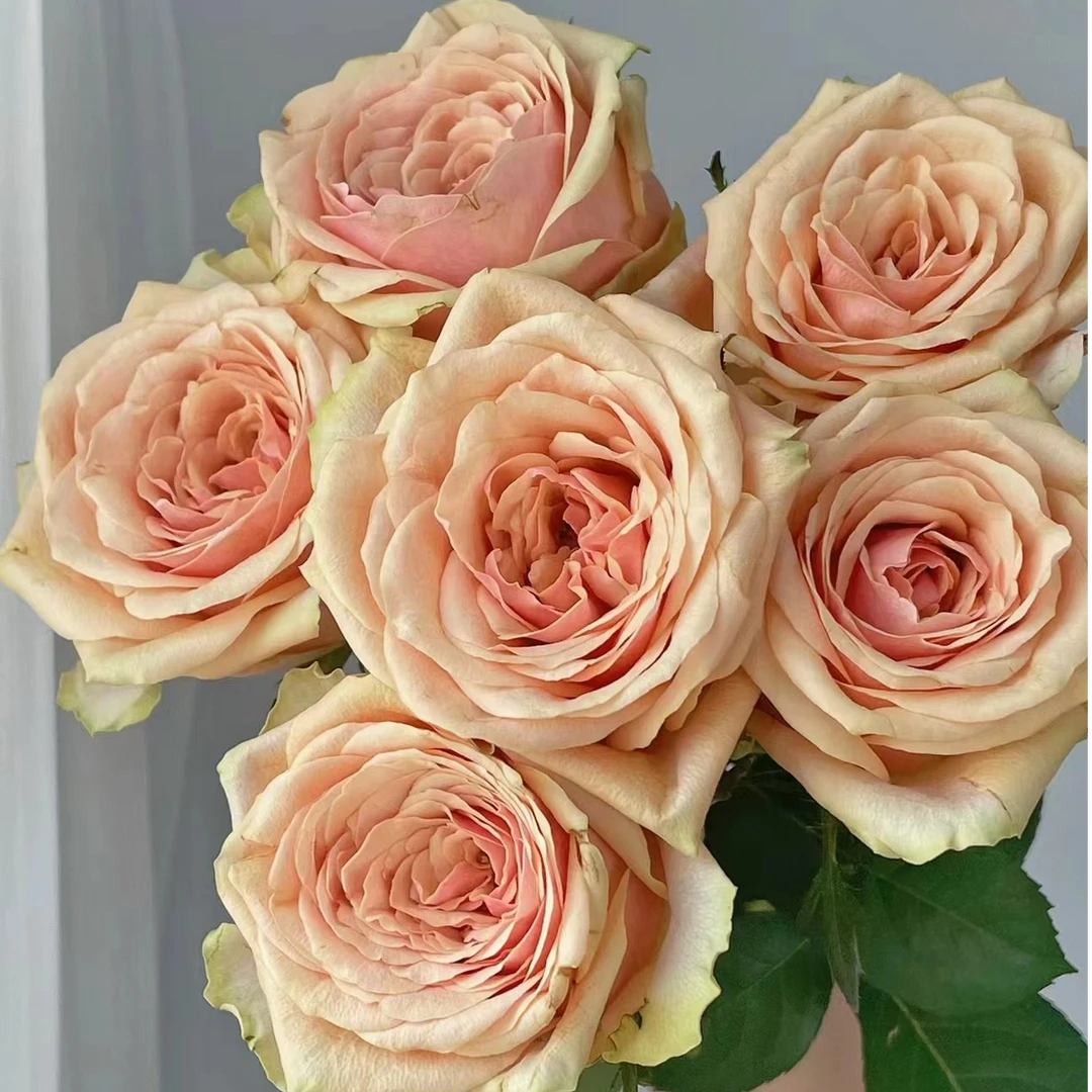 10枝【迪威娜】单头玫瑰 室内水养鲜切花 云南昆明基地直发