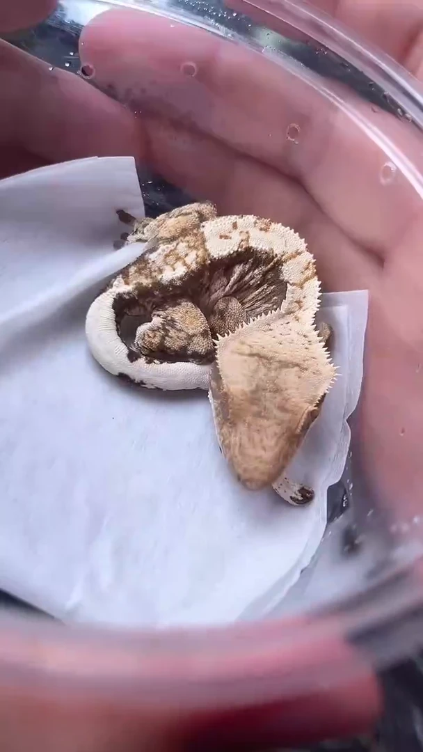 睫角守宫睫角守宫A33