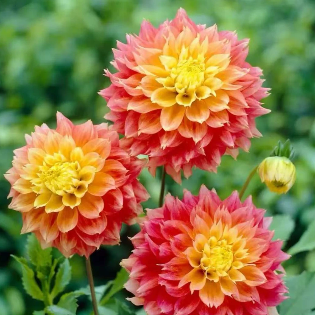 巨型大丽【福不基】进口大丽花盆栽新款重瓣地瓜花卉多年生超长花期