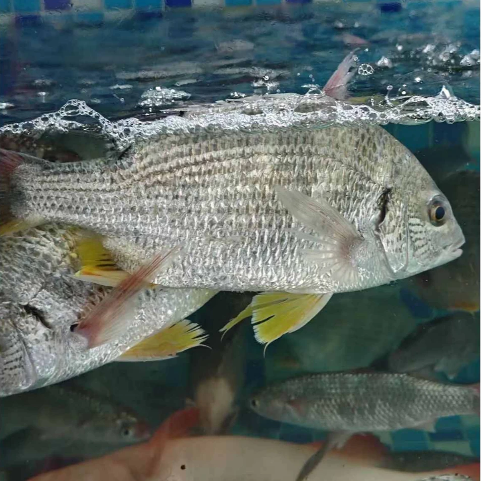 【虎门同城小时达】生猛鲜活黄脚立500g