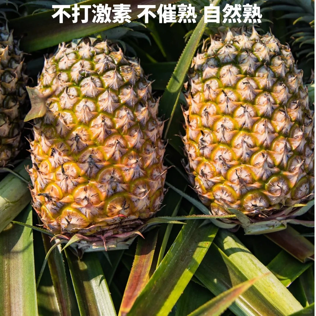 海南金钻凤梨1颗单颗2斤左右一颗