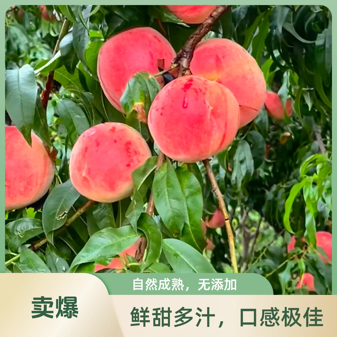 北京平谷本地现采现摘头茬儿有机水蜜桃/京东小时达专线包邮北京市