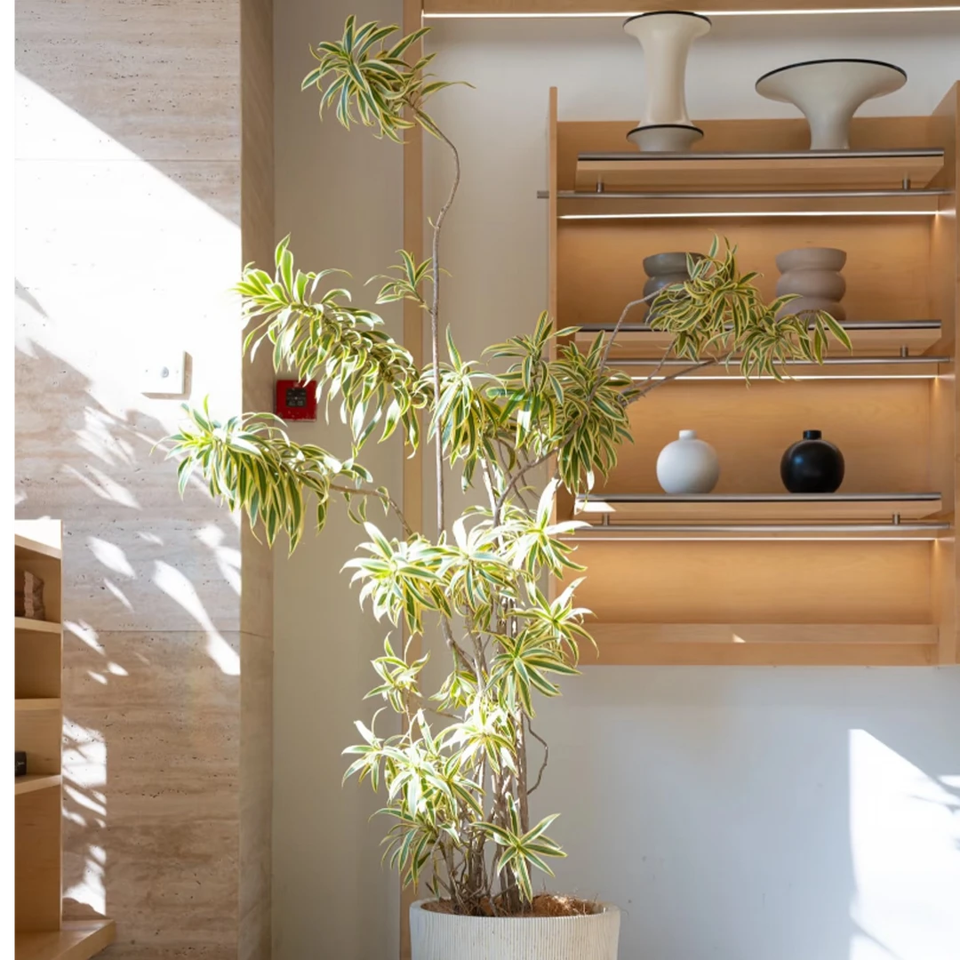 金边百合竹老桩百合竹大型绿植室内外好养美观净化空气家居盆栽