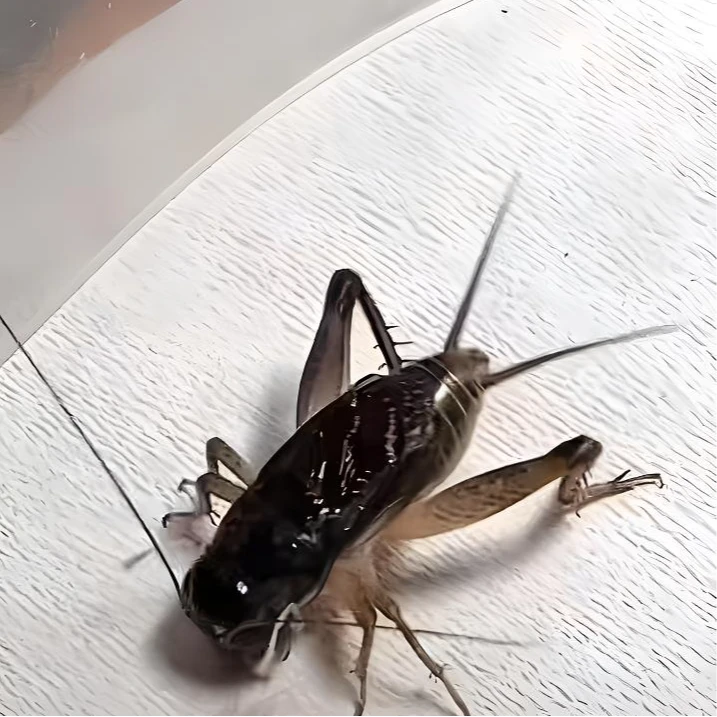 会斗蟋蟀优质商品