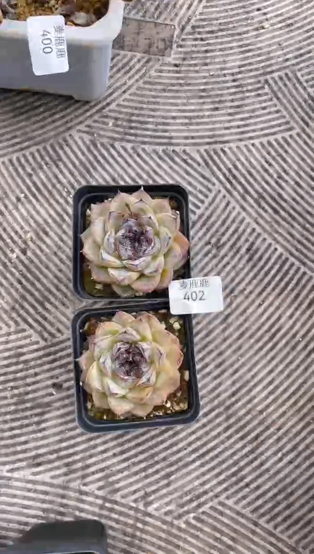 402蔓越莓         2棵量拍
