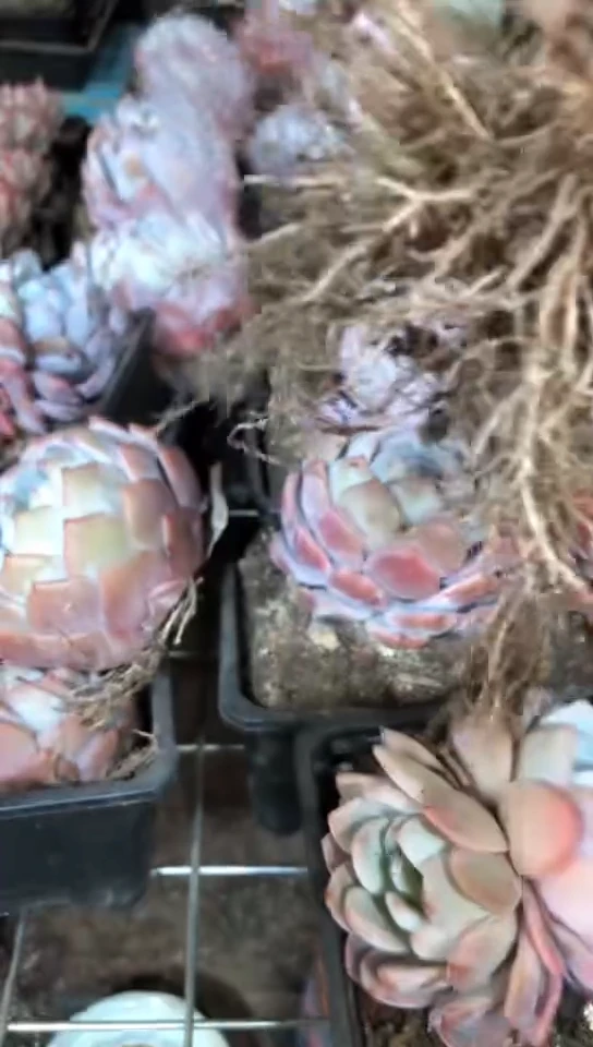 【闪购商品】橙梦露单头2颗1颗双头