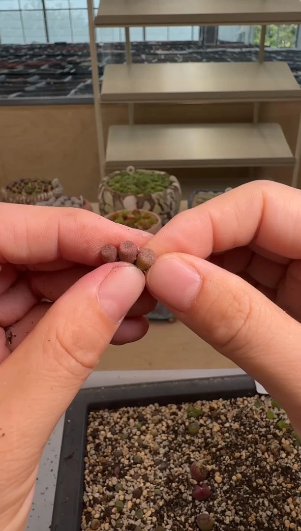 8-293多肉植物肉锥