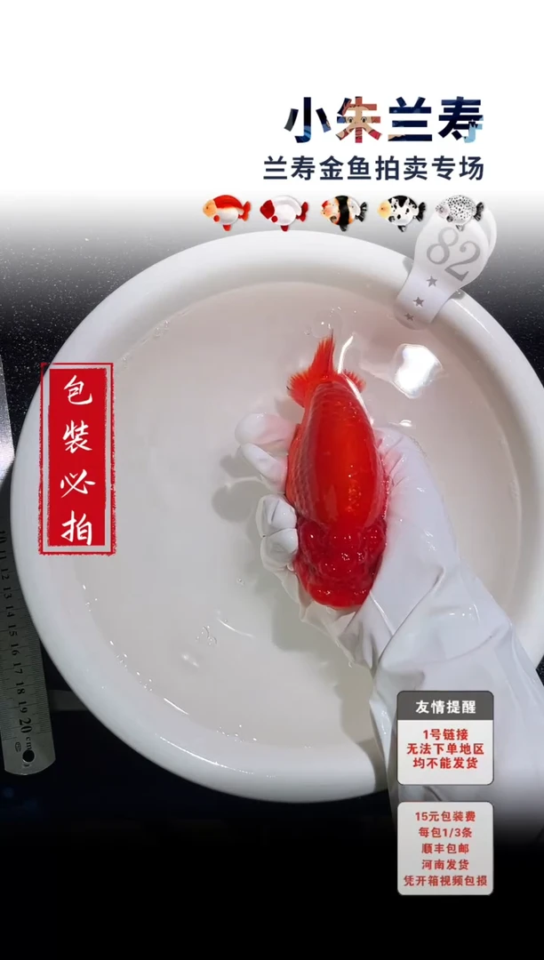 金鱼包装必拍未拍顺丰到付82号