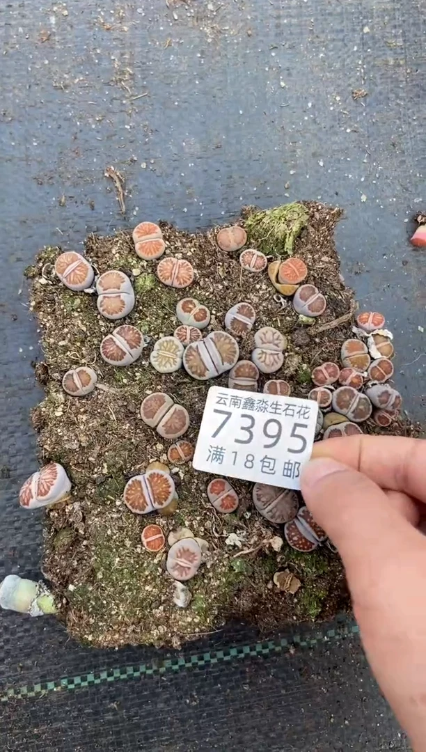 【闪购商品】7395特价菊切糕有疤瑕疵