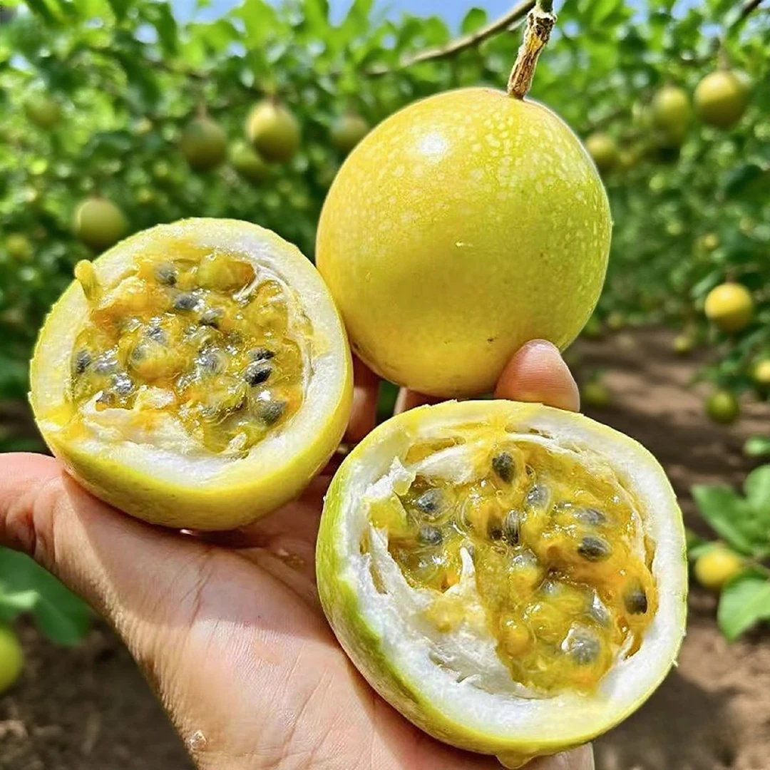 钦蜜9号百香果3斤/5斤装特大百香果香甜多汁百香果现摘直发黄金