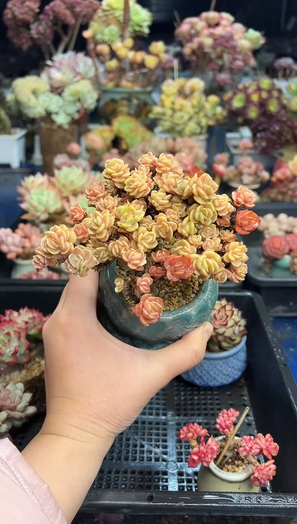 【闪购商品】8不带盆