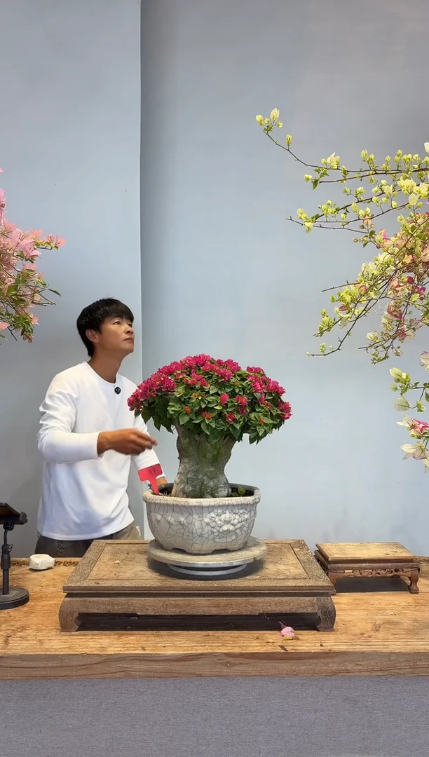 以实际为准会*三角梅39