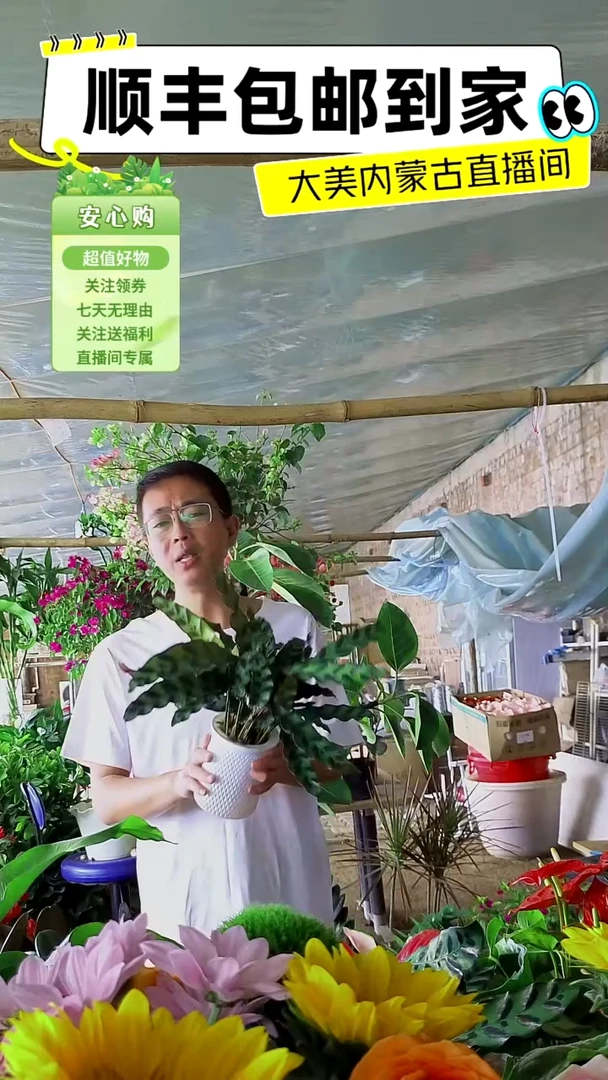 完全开放水培紫背孔雀尾