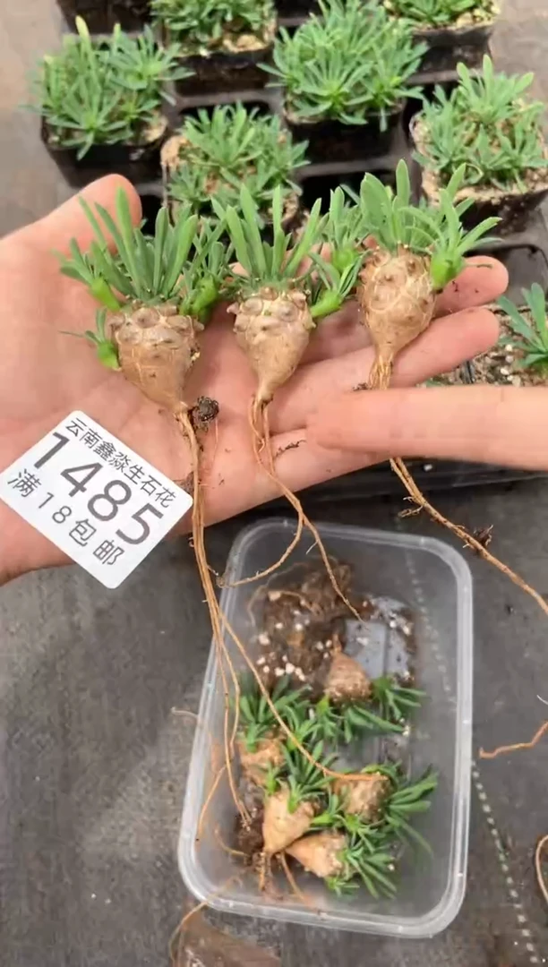 1485特价峨眉山发货裸根3颗量拍