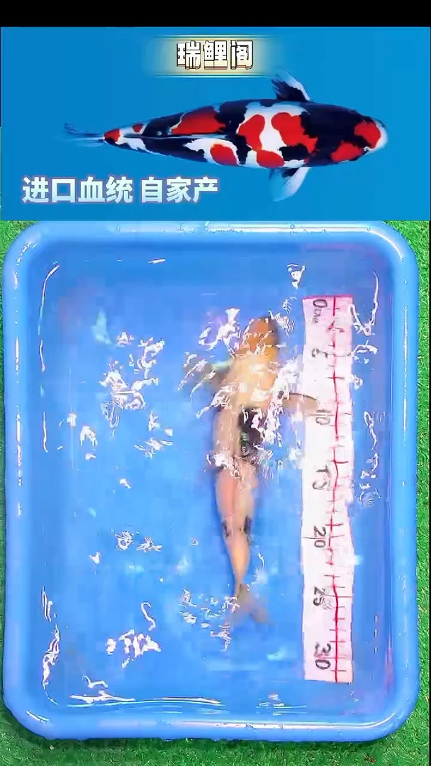 锦鲤瑞鲤阁精选--4