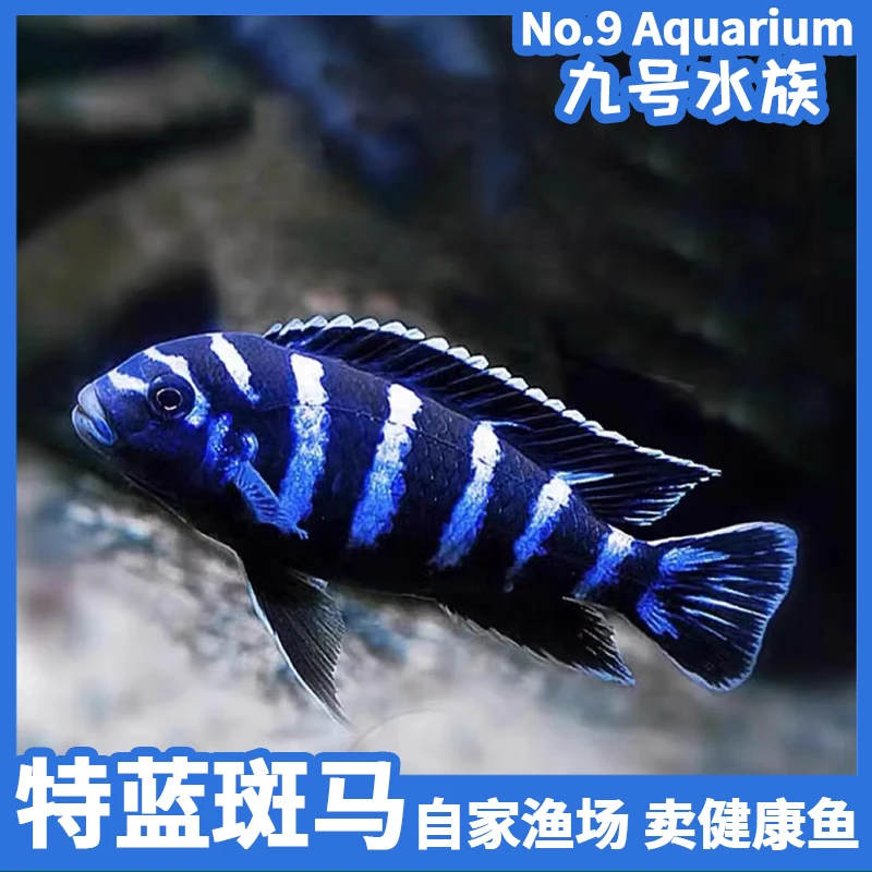 特蓝斑马三湖慈鲷热带马鲷观赏鱼活体岩栖鱼苗好养耐活自来水小鱼