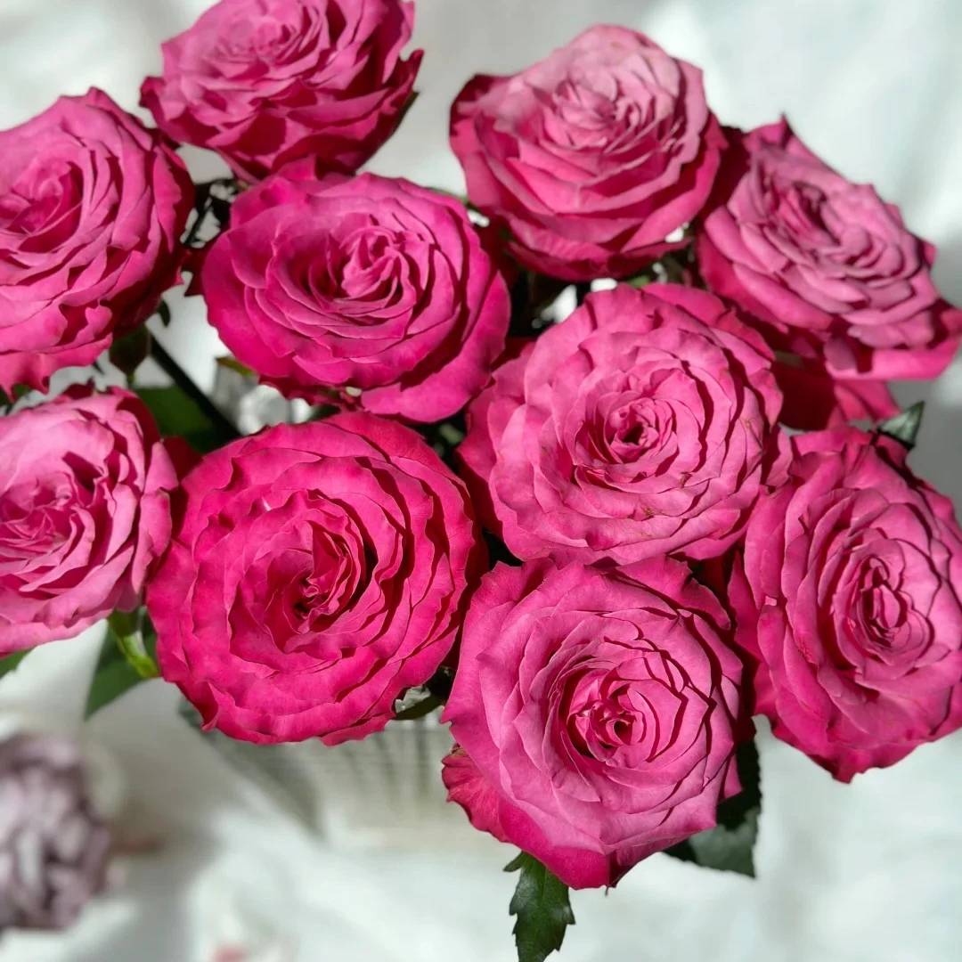 【蓝调】波浪卷边玫瑰  5℃以下地区必拍保温棉 不拍冻坏不售后