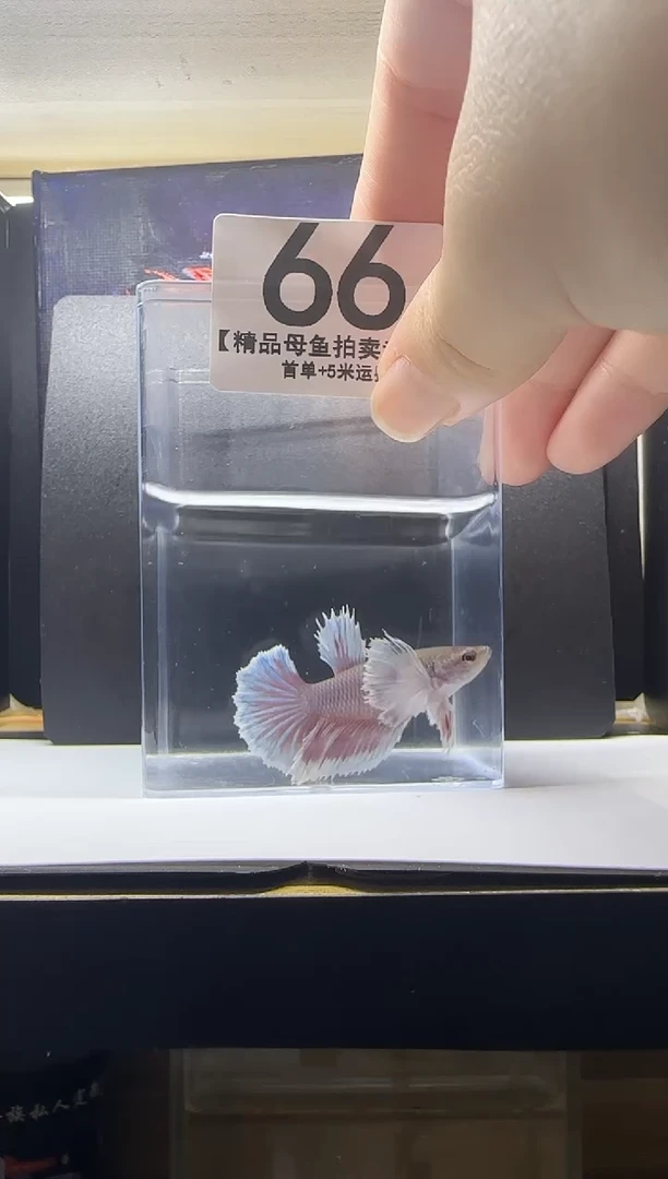 斗鱼精品母鱼编号66