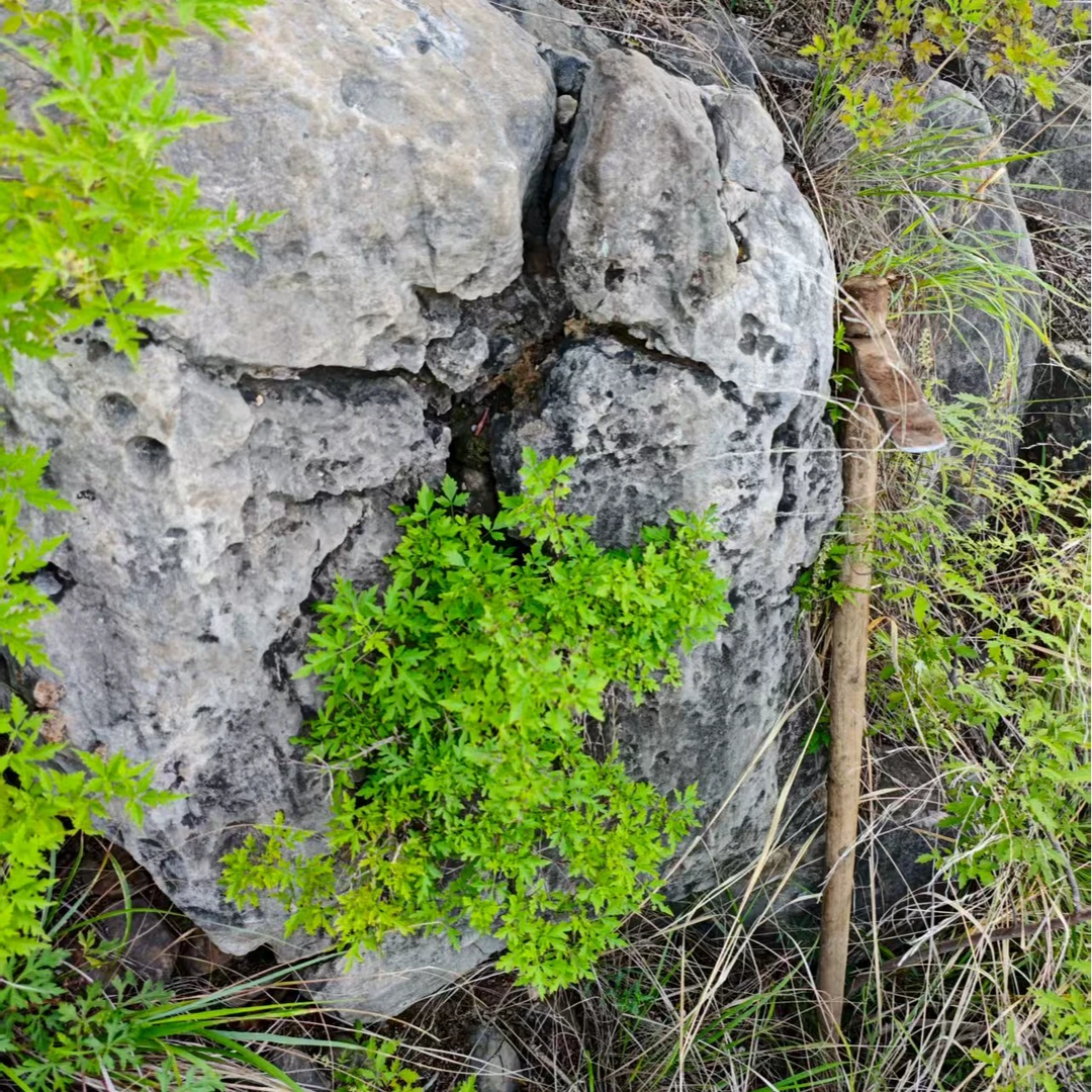 请勿拍差价太行绿植盆景1-9