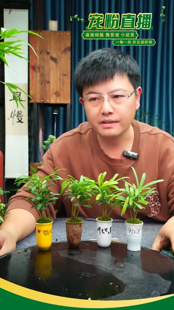 无花朵小*苔藓微景观952号