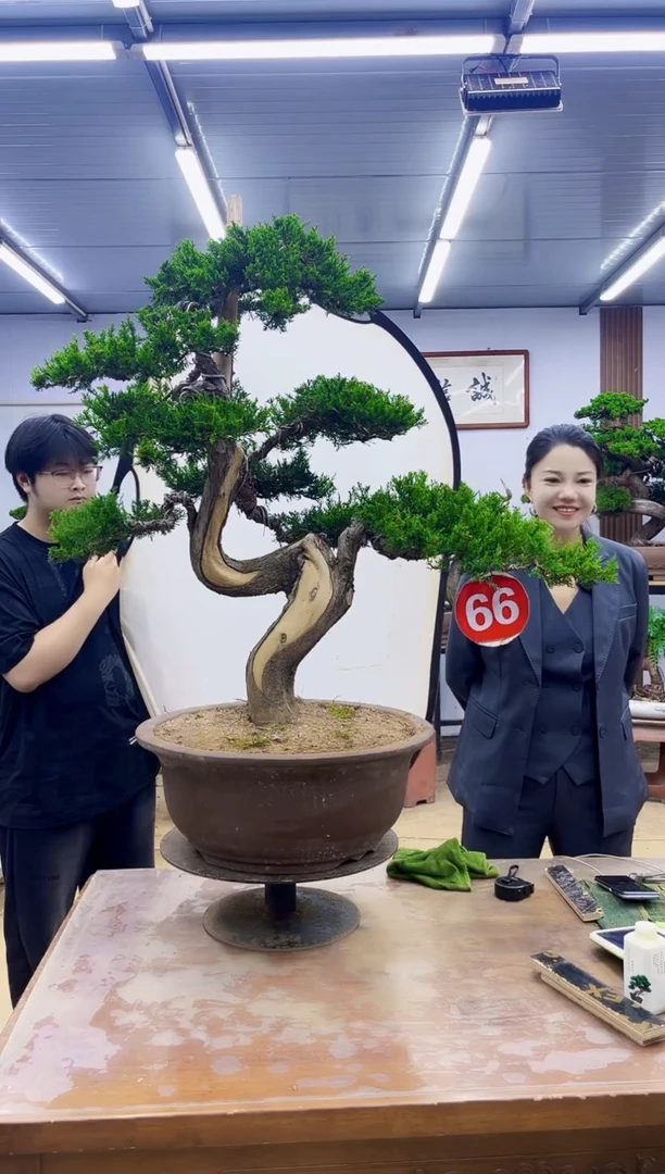 无花朵修****900000000000