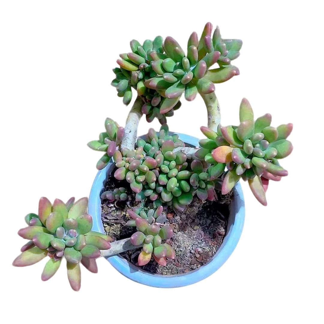 【母本芒果美人】【满9.9包邮】星花怒放阳台露台办公多肉植物栽种养