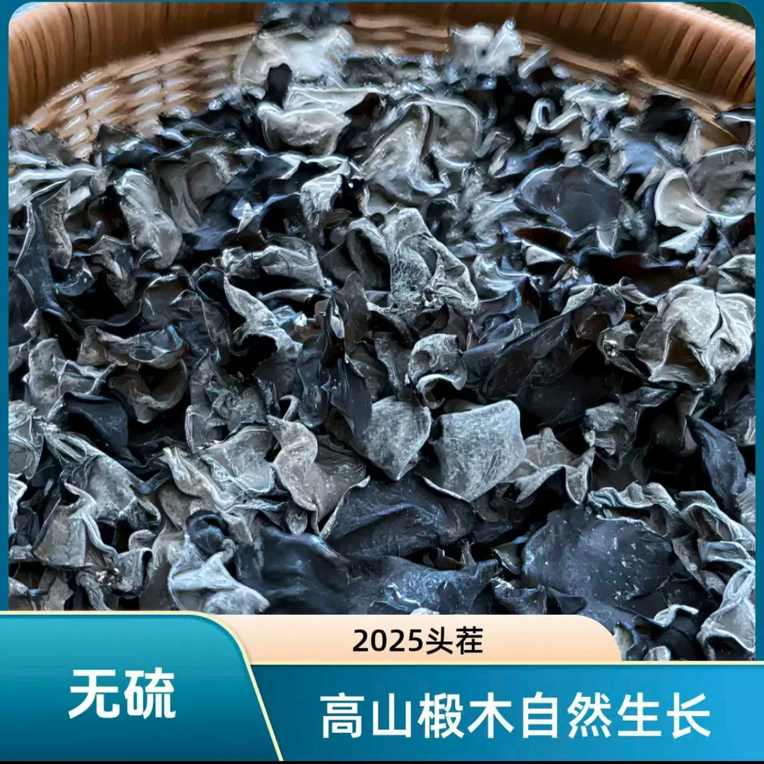 高山椴木 木耳 自然生长 黑木耳