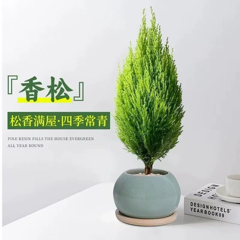 小香松盆栽圣诞树四季常青带香味好养室内阳台耐寒绿植