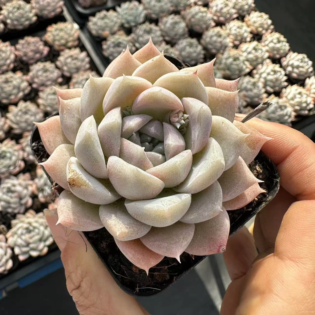 7#汉白玉多肉植物  前男友精品多肉