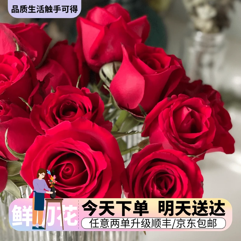 热卖『红玫瑰单头』今日下单明日送达 生活鲜切花批发直播
