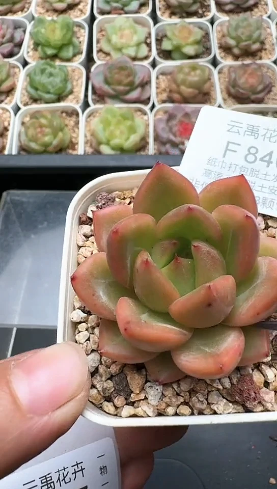 846F云禹多肉植物 默认脱土纸巾打包 3颗包邮