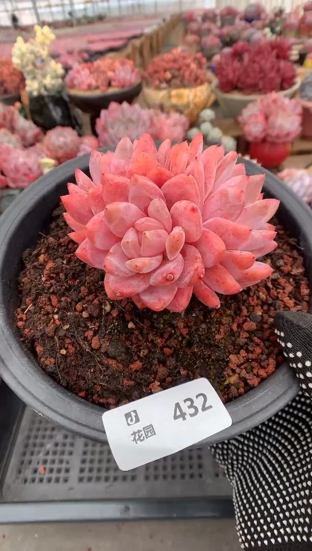 432玫瑰梦露多肉植物一物一拍