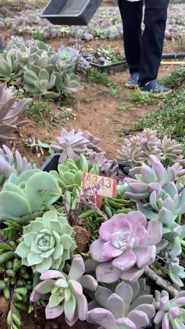 A343购清风花木兰多肉组合脱土发货