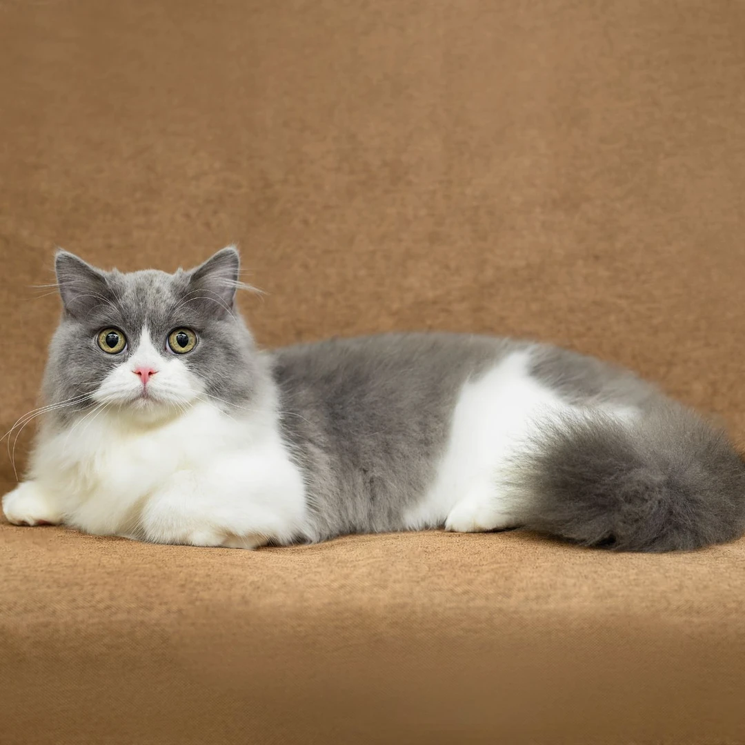 糖球球猫舍纯种胖嘟嘟小肥猫健康猫宝宝