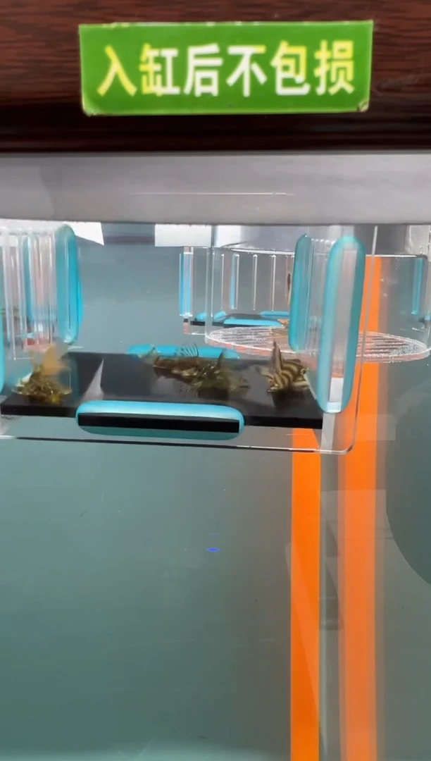 清道夫18号组合 入缸不包损 录制完整开箱 3/4厘米