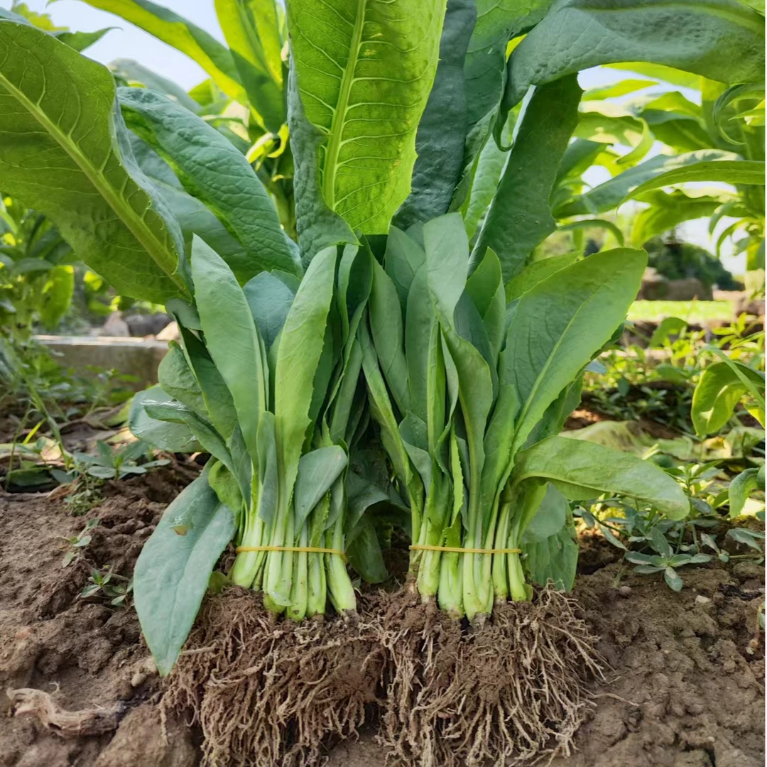 高州麦种苗耐寒耐热易养活阳台空地花园花盆浇水