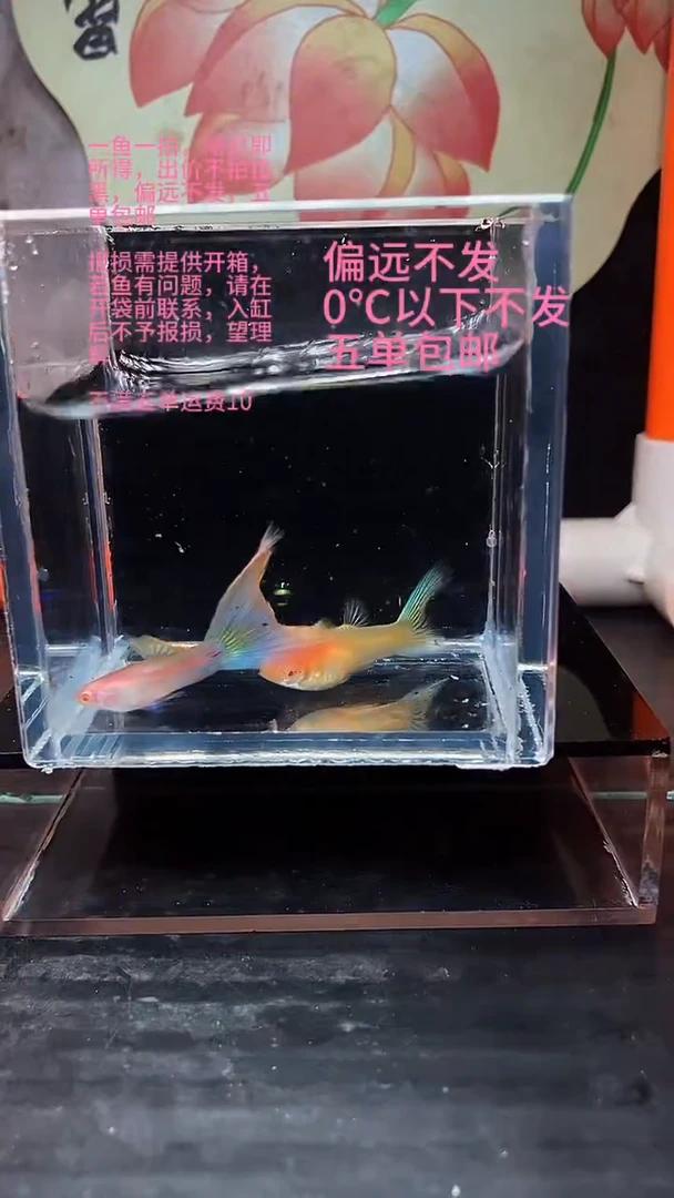 海水鱼孔雀鱼 09