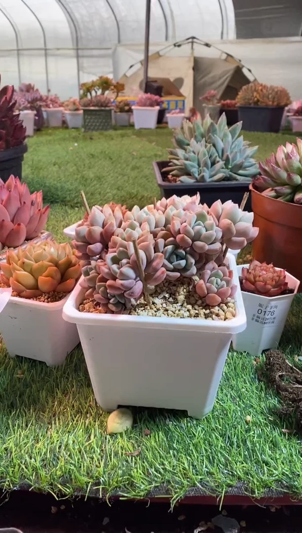 【闪购商品】0198a