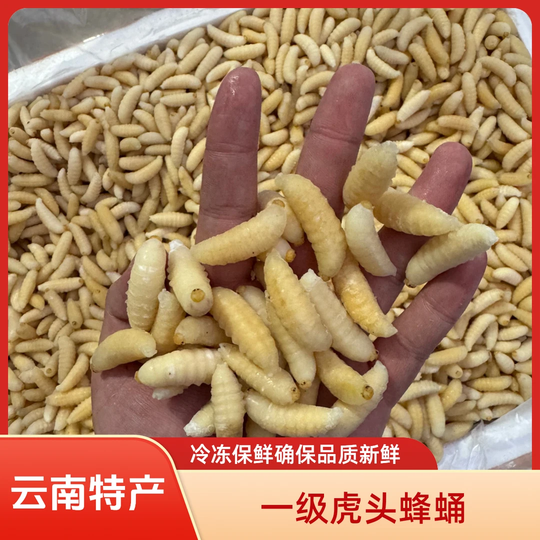 云南特产金环虎头蜂蜂巢土蜂蛹新鲜马蜂可食用生鲜昆虫