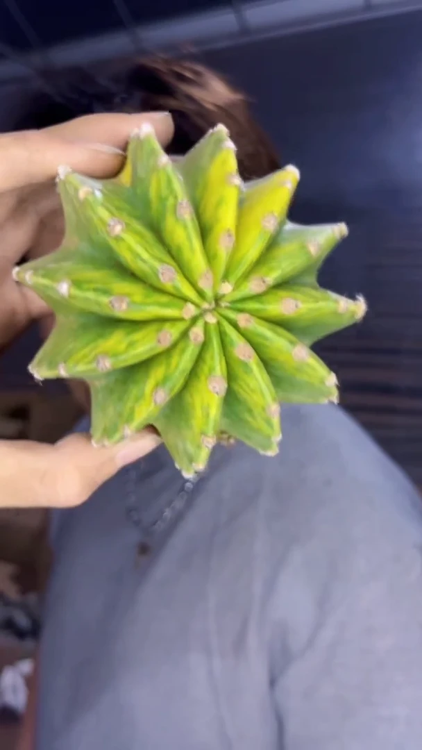 世界图锦【实生根】7-10cm