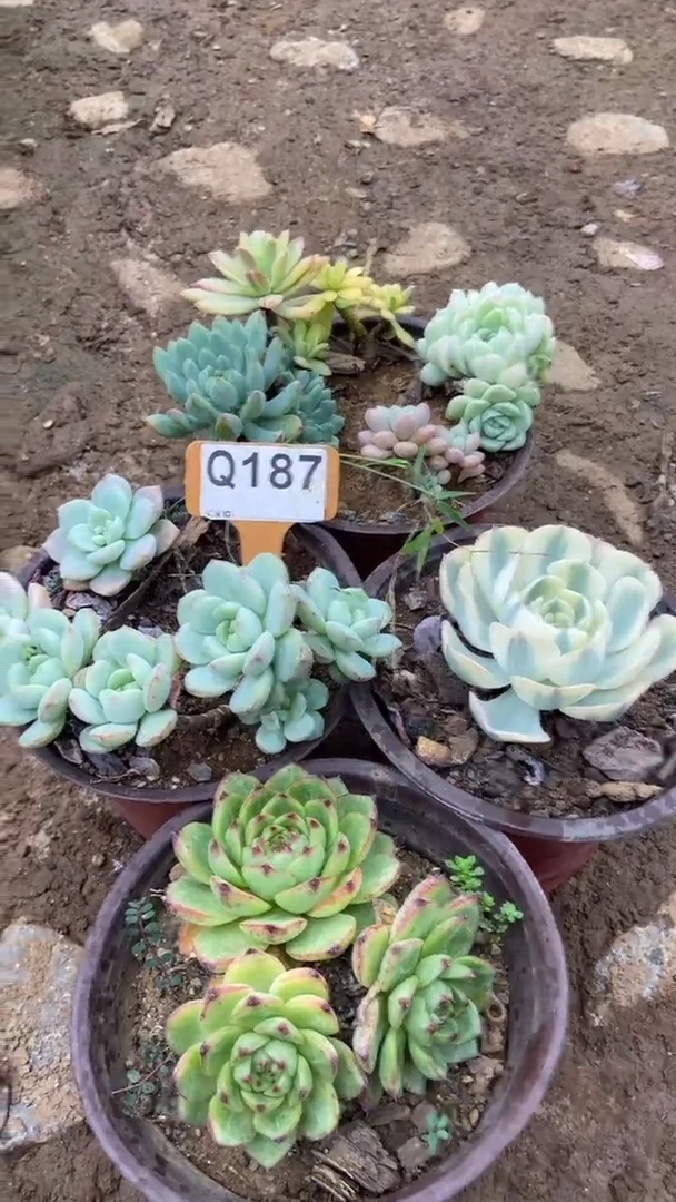 Q187多肉组合默认脱土发货