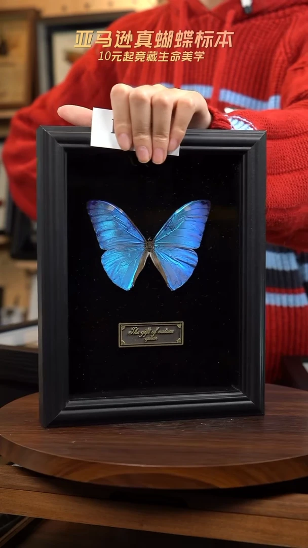 安东尼斯微瑕蝴蝶标本摆件一口价d167