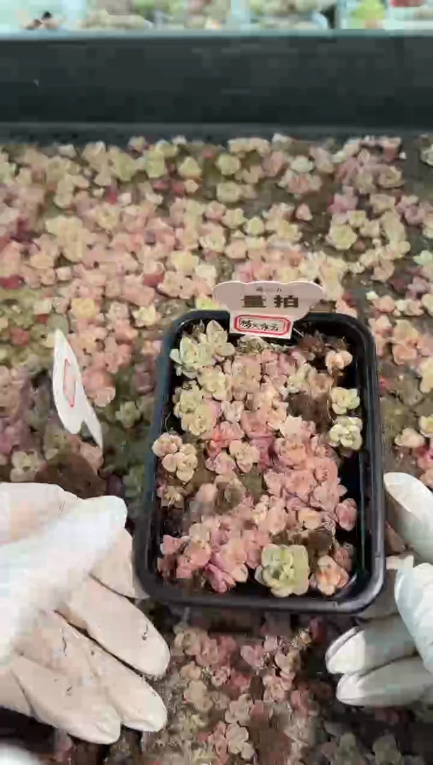 梦x东云切糕1盒 量拍混发